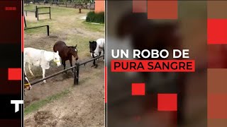 UN ROBO A PURA SANGRE robaron cinco caballos de polo valuados en 3000 dólares cada uno [upl. by Moorefield]