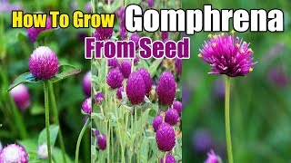 How To Grow Gomphrena From Seed  Gardening story [upl. by Oika893]