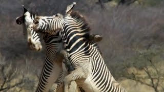 Epic Zebra Fight For Mate  Africa  BBC Earth [upl. by Morgenthaler916]