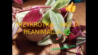 TRZYKROTKA  AKCJA REANIMACJA Cz II [upl. by Brinson173]