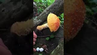 How to identify amanita muscaria [upl. by Ailhat]