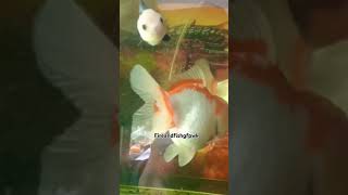 Goldfish oranda rosetail hobbyikan aquarium shorts shortvideo fireandfishgfpwk [upl. by Tsugua552]