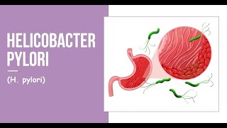 Helicobacter pylori H pylori [upl. by Gibbs357]