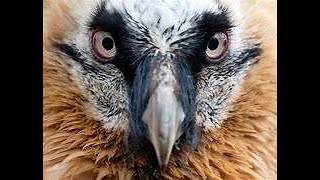 THE BEARDED VULTURE [upl. by Hirsh54]