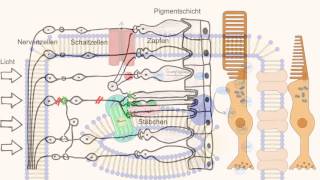 Phototransduktion  Wie sehen wir [upl. by Lidda346]