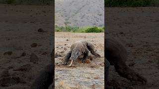 Why do Komodo dragons stick out their tongues😨🤔 komodo wildlife animals [upl. by Gnes]