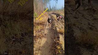 Running streak canicross turmionkatilot TurmionKatilot trailrunning autumn finland doglife [upl. by Yrrok]