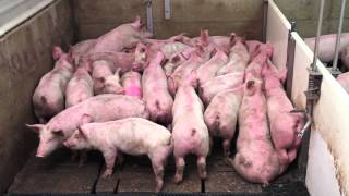 Smart Pig Handling  Part 1 of 2  Basic Pig Behaviour [upl. by Annaeed608]