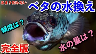 【完全版】ベタ飼育の水換え方法の極意（アクアリウム）ベタ飼育マニュアル アクアショップではあまり教えてくれないマル秘の方法 [upl. by Laaspere573]