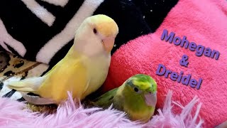 My Lovebird amp Parrotlet Experiment Results  Sammy The Mini Pig amp Baby The Severe Macaw [upl. by Riatsala]