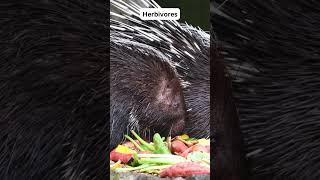 Fascinating Porcupine Facts You Didnt Know shorts trending viral [upl. by Kihtrak]