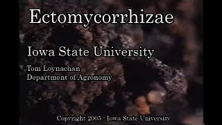 Ectomycorrhizae [upl. by Oiredised]