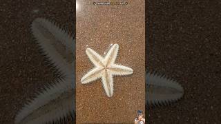 One small act of kindness  Saved Starfish Life48K beach starfish candlefish dolphindreams [upl. by Allecram]