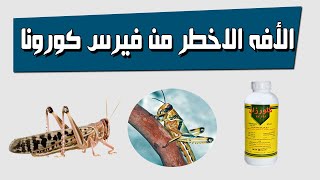 الجراد الصحراوي Schistocerca gregaria  مخاطرة وكيفيه مكافحته [upl. by Elyk622]