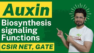 Auxin hormone  auxin biosynthesis auxin transport and auxin function [upl. by Enitsirk]