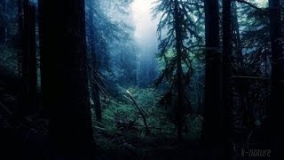 FORÊT LA NUIT – Grillons Pluie Hiboux Vent dans les Branches – Étude Sommeil Détente 🎧 100 RELAX [upl. by Akinnor]