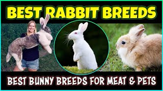 Best Rabbit Breeds for Pet amp Meat  Best Bunny Breeds [upl. by Auqinaj]