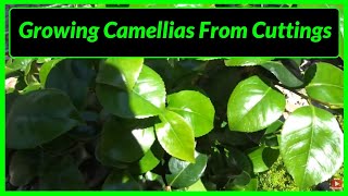 How to Grow  Propagate Camellias from Cuttings [upl. by Stier]