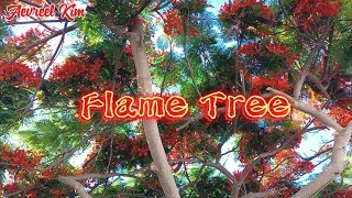 Fiery Beauty  Flame Tree [upl. by Nwahsar644]