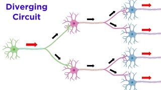 Neuronal Pools and Neural Processing [upl. by Elery]