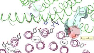 Proton transport through a v ATPase proton channel [upl. by Aeila302]