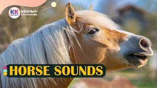 Horse Sound horse sounds Hear different horse sounds Horse Sound effect [upl. by Faulkner993]