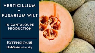 Verticillium and Fusarium Wilts in Cantaloupe Production [upl. by Nnairak]