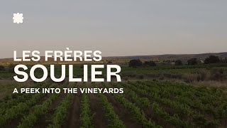 Les Frères Soulier Vineyards  Gard 🇫🇷 [upl. by Hauser]