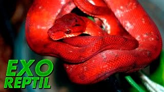 Exo Reptil  Boa Arborícola Roja Comiendo Ratón  Corallus Hortulanus [upl. by Chery641]