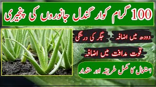 Aloe vera use in cow feedhow cattle eat aloe veraaloe Vera as medicineخوراک کی افادیت بڑھائیں [upl. by Cheria]