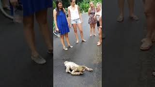 Captan en video a un oso perezoso cruzando una de las calles de Costa Rica [upl. by Hajidahk541]