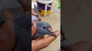 Pigeon pox treatment 🤯🕊️pigeon treatment [upl. by Ayidan]