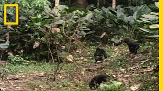 Bonobo the Female Alpha  National Geographic [upl. by Akzseinga]