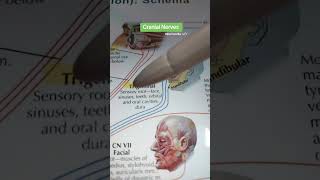 Skull bones songstriks to rememberforyou biology 3d trending anatomy shortsfunnysong [upl. by Mendoza]