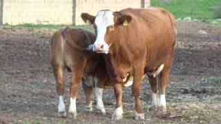 Ternero Simmental Fleckvieh Mandela [upl. by Truelove]