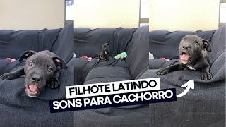 Filhote de cachorro latindo e pulando  Sons para cachorro  Latido de pitbull filhote [upl. by Levona273]