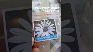 DIMORPHOTHECAviralvideodiyseedsmeeshogardenminivlogdaisyterracegardentipsflowersfloweryt [upl. by Naahs446]