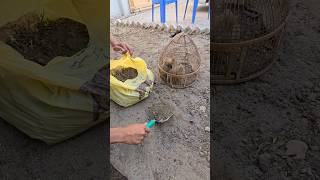 Hungry Chicks in Hurry To feed  birds shortvideos nature teetar termites [upl. by Adniles237]