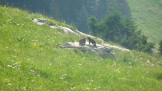 Marmottes à La Clusaz [upl. by Bashuk]