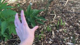 Angelica in the Permaculture Garden [upl. by Orrocos]