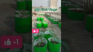 Kya Aassan hai Gardening viralvideo shortvideo gardenplants [upl. by Nonaihr]