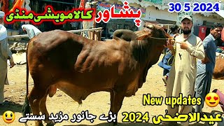 Peshawar Kala Maweshi Mandi New Updates 30 5 2024  Cow Mandi 2024  Munsif Khan Vlog [upl. by Zina]