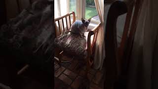 Adorable Sphynx cat Talking cat chatter [upl. by Ettelra]