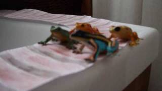 The Frogs Reenact the Train Scene from Stand By Me [upl. by Kelvin]