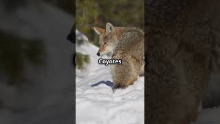 5 Surprising Facts About Coyotes 2024 11 05 [upl. by Amalbergas]