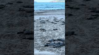 Marine Turtle Hatchling Release babyturtles release elnido dulibeach [upl. by Hogarth450]