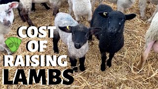 How much does it cost us to raise a lamb FROM WEAN TO MARKET Vlog 233 [upl. by Jermyn]