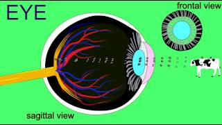 CORNEA amp LENS AS FOCUS LIGHT ON RETINA [upl. by Ing]