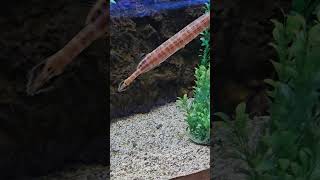 Beautiful Trumpet Fish [upl. by Grenier]