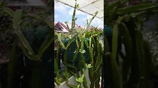 succulent plantscissus quadrangulariscucumber succulentbackyardgardening hobby [upl. by Lepley]